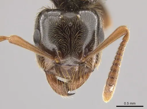 Lasius coloradensis specimen CASENT0654014 image casent0654014_2