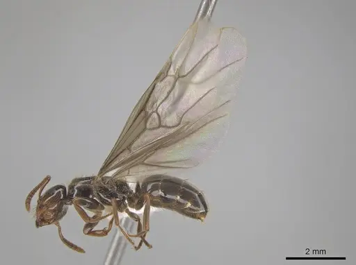 Lasius coloradensis specimen CASENT0654014 image casent0654014_3