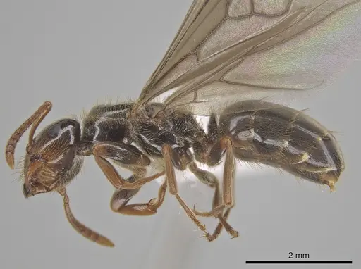 Lasius coloradensis specimen CASENT0654014 image casent0654014_4