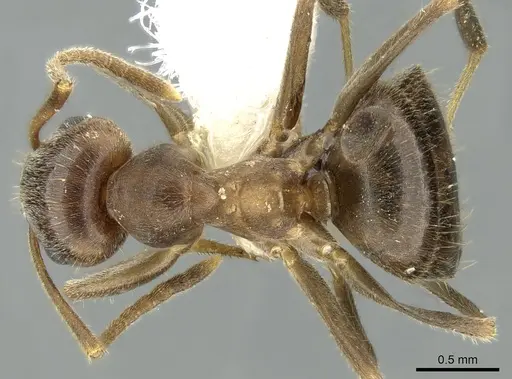 Lasius coloratus specimen CASENT0906278 image casent0906278_1