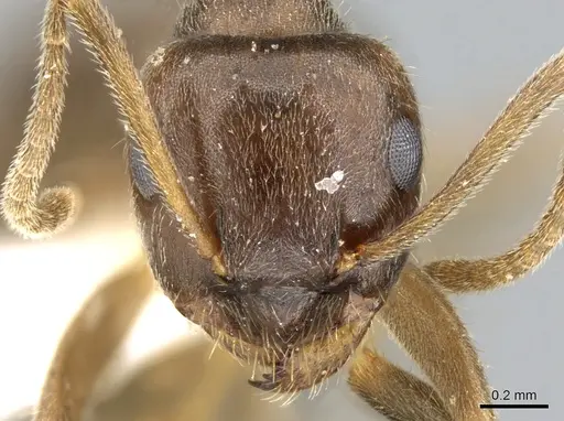 Lasius coloratus specimen CASENT0906278 image casent0906278_2