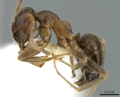 Lasius coloratus specimen CASENT0906278 image casent0906278_3