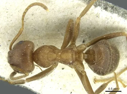 Lasius coloratus specimen CASENT0912290 image casent0912290_1