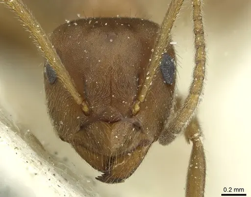 Lasius coloratus specimen CASENT0912290 image casent0912290_2