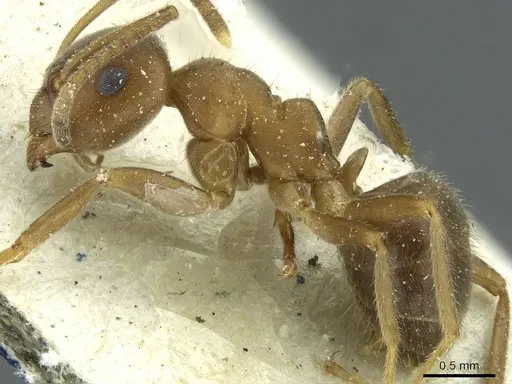 Lasius coloratus specimen CASENT0912290 image casent0912290_3