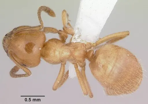 Lasius creightoni specimen CASENT0104879 image casent0104879_1