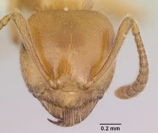 Lasius creightoni specimen CASENT0104879 image casent0104879_2