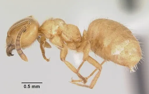 Lasius creightoni specimen CASENT0104879 image casent0104879_3