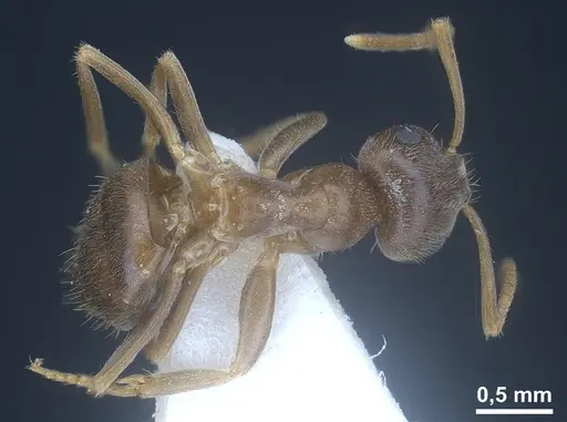 Lasius creticus specimen ANTWEB1041438 image antweb1041438_1