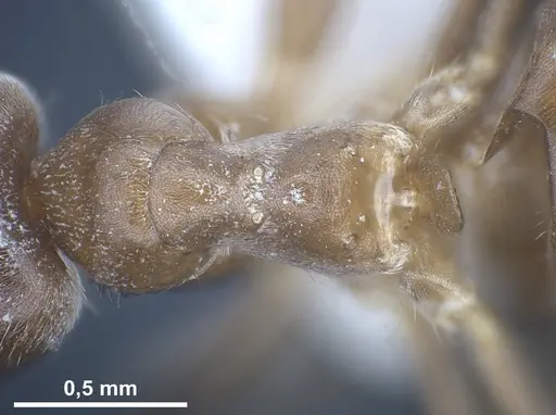 Lasius creticus specimen ANTWEB1041438 image antweb1041438_2