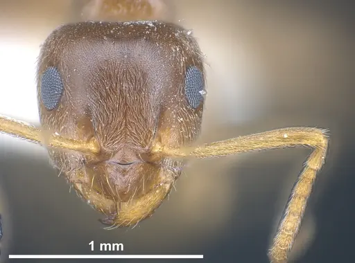 Lasius creticus specimen ANTWEB1041438 image antweb1041438_3