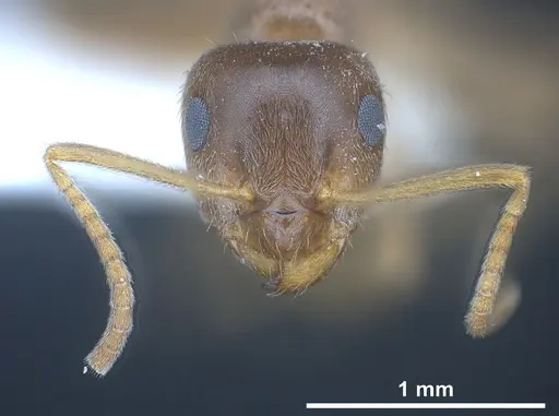 Lasius creticus specimen ANTWEB1041438 image antweb1041438_4