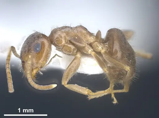 Lasius creticus specimen ANTWEB1041438 image antweb1041438_5