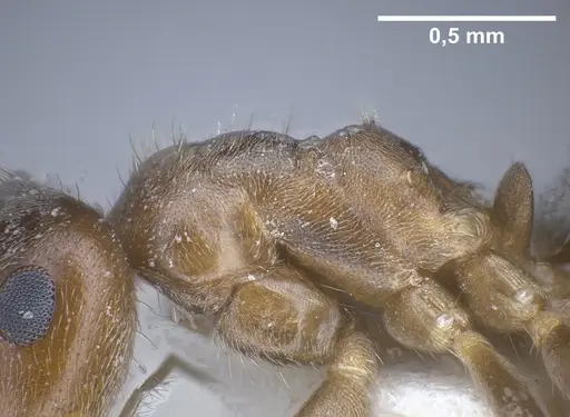 Lasius creticus specimen ANTWEB1041438 image antweb1041438_6