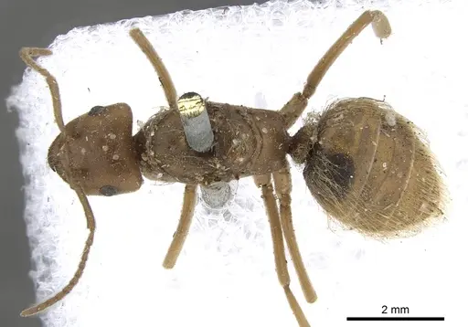 Lasius crinitus specimen CASENT0903212 image casent0903212_1
