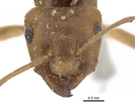Lasius crinitus specimen CASENT0903212 image casent0903212_2