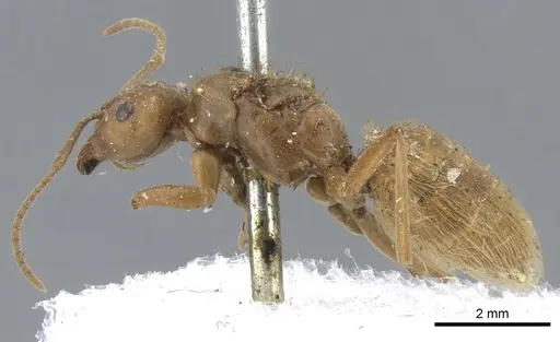 Lasius crinitus specimen CASENT0903212 image casent0903212_3