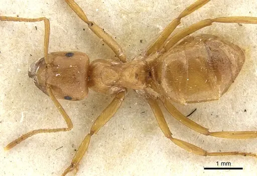 Lasius crinitus specimen CASENT0903213 image casent0903213_1