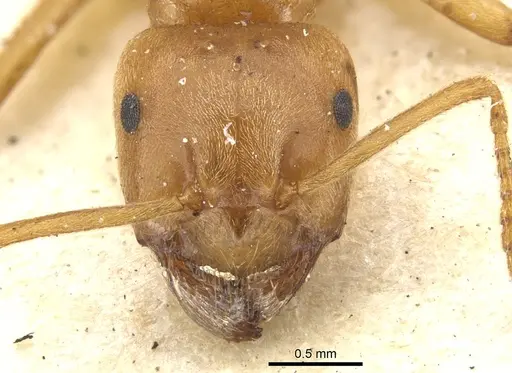 Lasius crinitus specimen CASENT0903213 image casent0903213_2