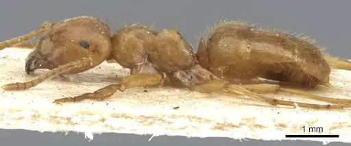 Lasius crinitus specimen CASENT0903213 image casent0903213_3