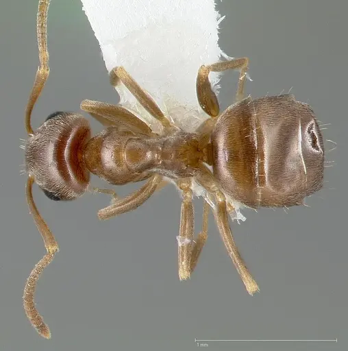 Lasius crypticus specimen CASENT0005402 image casent0005402_1