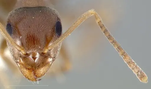 Lasius crypticus specimen CASENT0005402 image casent0005402_2