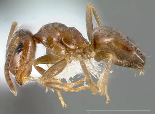 Lasius crypticus specimen CASENT0005402 image casent0005402_3