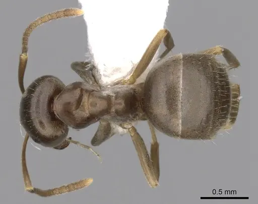 Lasius crypticus specimen CASENT0280441 image casent0280441_1