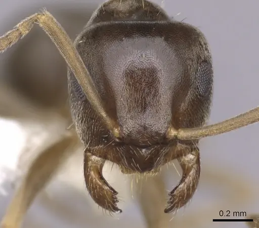 Lasius crypticus specimen CASENT0280441 image casent0280441_2