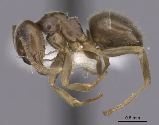 Lasius crypticus specimen CASENT0280441 image casent0280441_3
