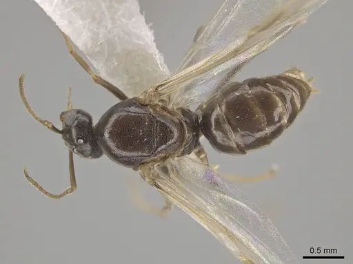Lasius crypticus specimen CASENT0644123 image casent0644123_1