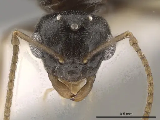Lasius crypticus specimen CASENT0644123 image casent0644123_2