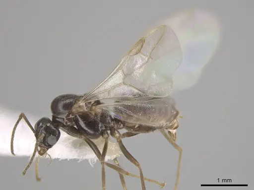 Lasius crypticus specimen CASENT0644123 image casent0644123_3