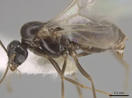 Lasius crypticus specimen CASENT0644123 image casent0644123_4