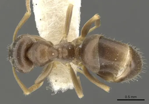 Lasius crypticus specimen CASENT0903204 image casent0903204_1
