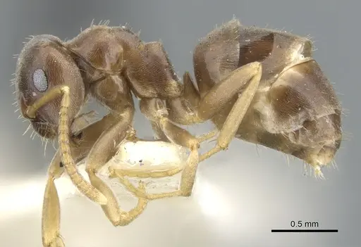 Lasius crypticus specimen CASENT0903204 image casent0903204_3