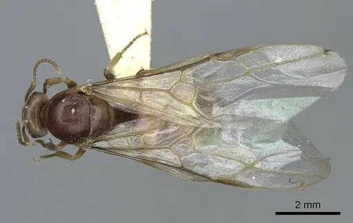 Lasius crypticus specimen CASENT0923057 image casent0923057_1