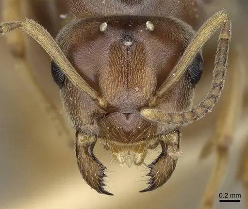 Lasius crypticus specimen CASENT0923057 image casent0923057_2