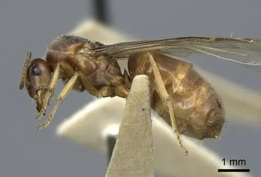 Lasius crypticus specimen CASENT0923057 image casent0923057_3