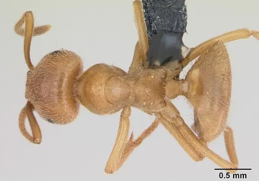 Lasius distinguendus specimen CASENT0172737 image casent0172737_1