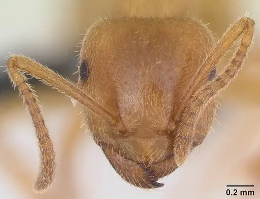 Lasius distinguendus specimen CASENT0172737 image casent0172737_2