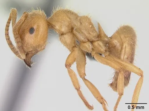 Lasius distinguendus specimen CASENT0172737 image casent0172737_3