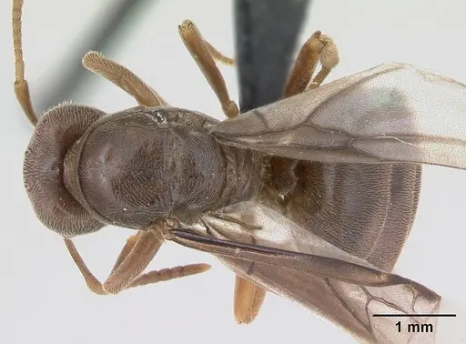 Lasius distinguendus specimen CASENT0172738 image casent0172738_1