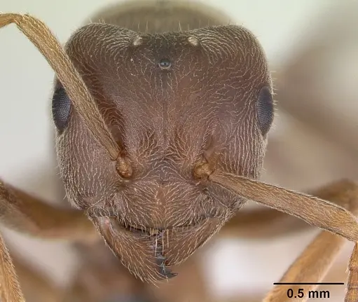 Lasius distinguendus specimen CASENT0172738 image casent0172738_2