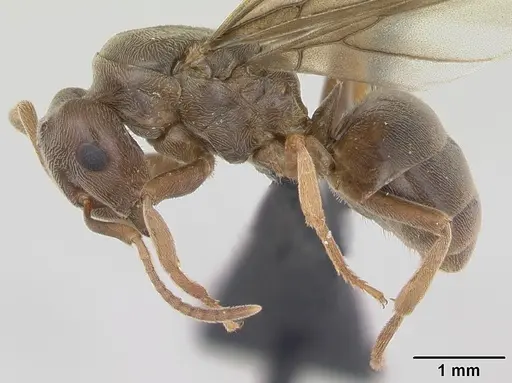 Lasius distinguendus specimen CASENT0172738 image casent0172738_3