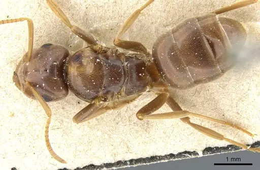 Lasius distinguendus specimen CASENT0905682 image casent0905682_1
