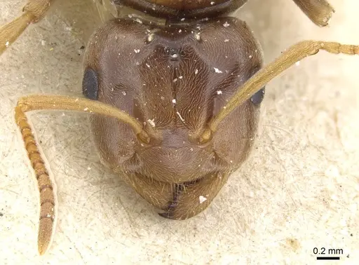 Lasius distinguendus specimen CASENT0905682 image casent0905682_2