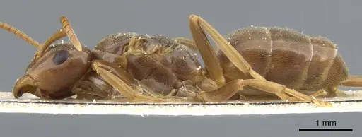 Lasius distinguendus specimen CASENT0905682 image casent0905682_3