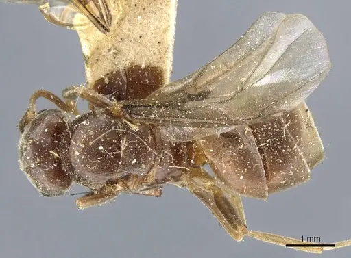 Lasius distinguendus specimen CASENT0905683 image casent0905683_1