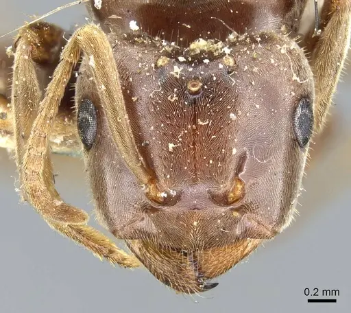 Lasius distinguendus specimen CASENT0905683 image casent0905683_2